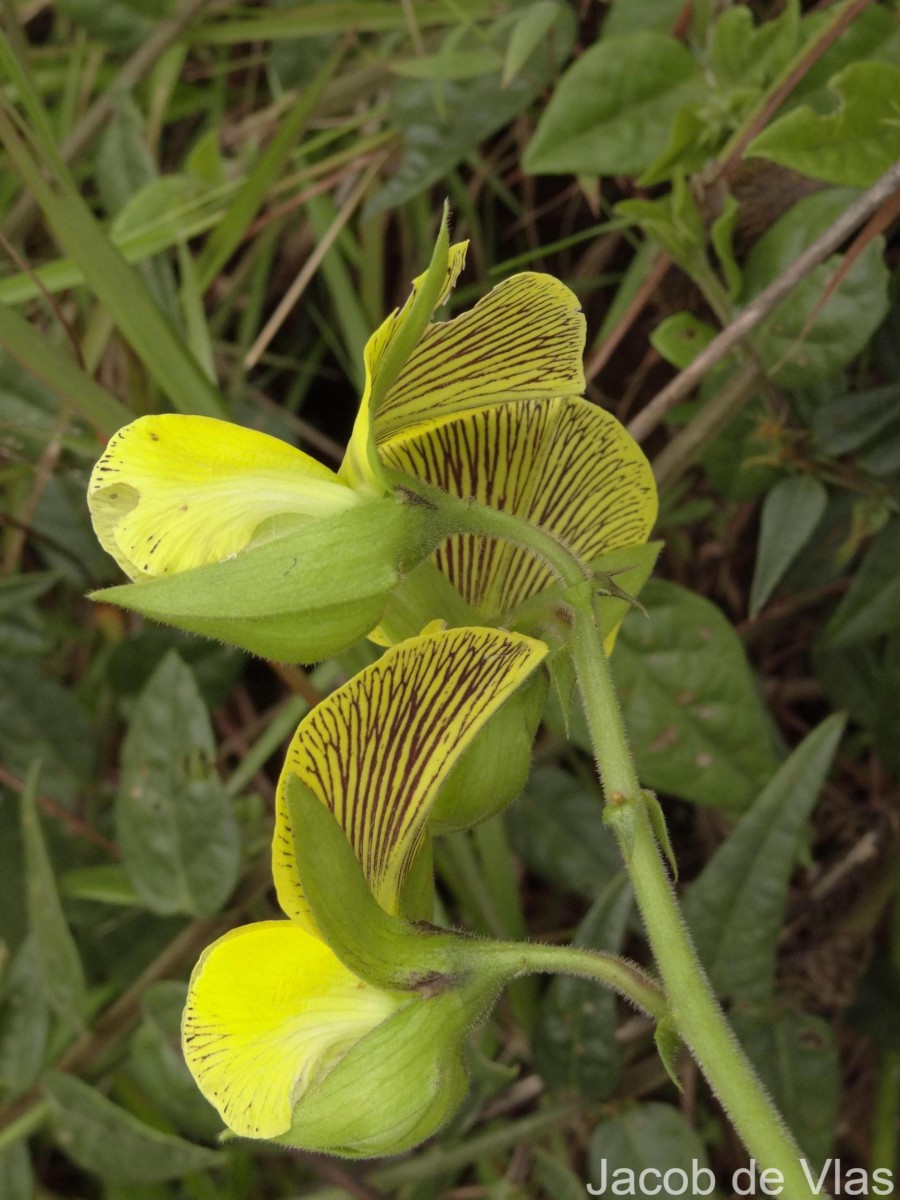 Crotalaria multiflora Benth.